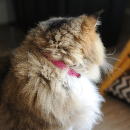 MoriCat Premium Vegan Leather Bright Pink Cat Collar