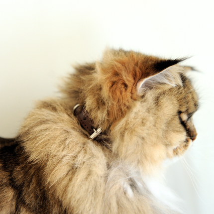 MoriCat Premium Vegan Leather Brown Cat Collar