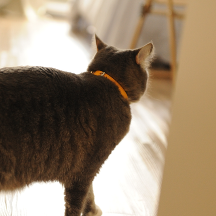 MoriCat Premium Vegan Leather Gold Cat Collar
