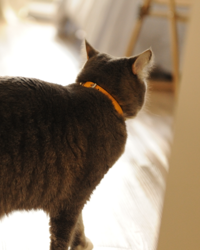 MoriCat Premium Vegan Leather Gold Cat Collar