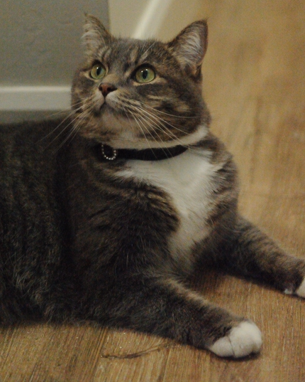 MoriCat Premium Vegan Leather Black Cat Collar