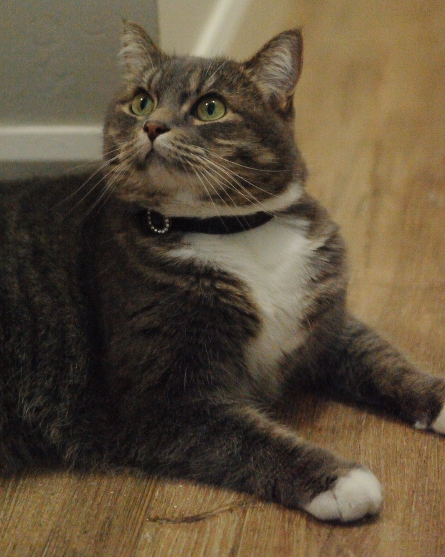 MoriCat Premium Vegan Leather Black Cat Collar