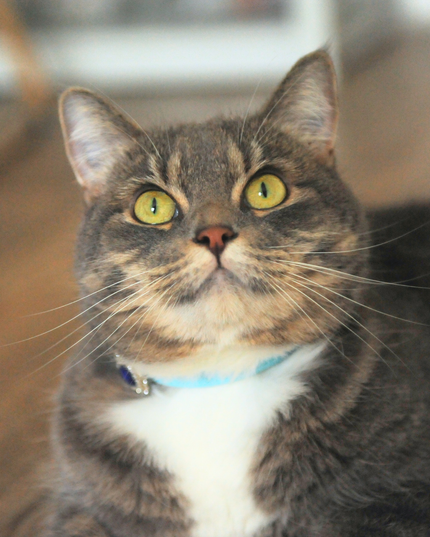 MoriCat Premium Vegan Leather Blue Cat Collar