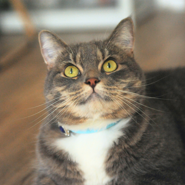 MoriCat Premium Vegan Leather Blue Cat Collar