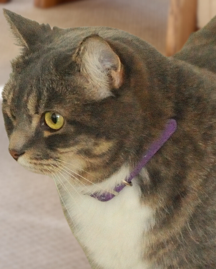 MoriCat Premium Vegan Leather Purple Cat Collar