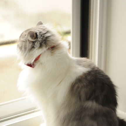 MoriCat Premium Vegan Leather Red Cat Collar