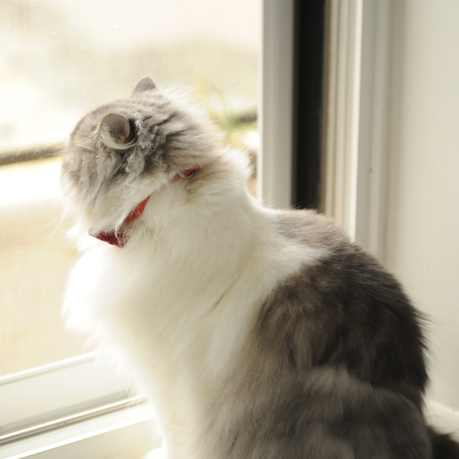 MoriCat Premium Vegan Leather Red Cat Collar
