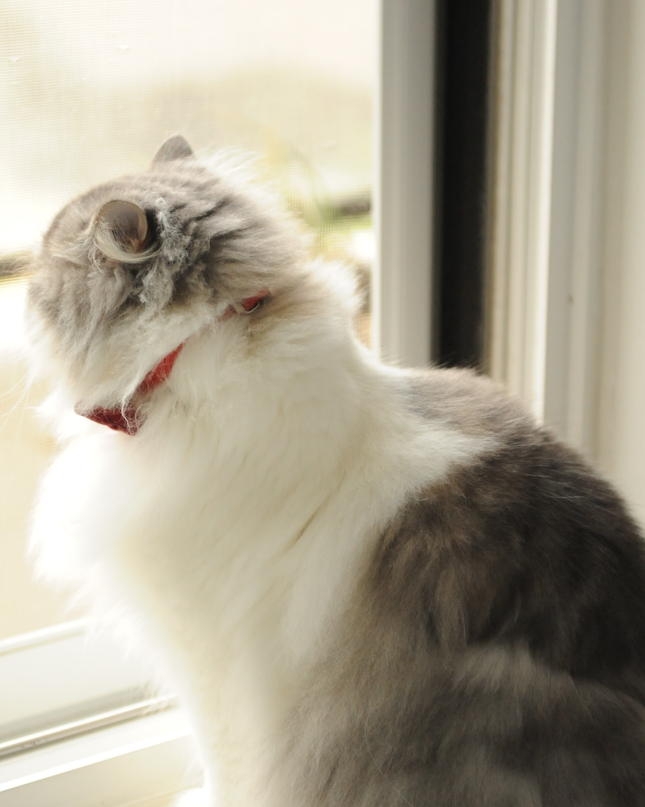 MoriCat Premium Vegan Leather Red Cat Collar