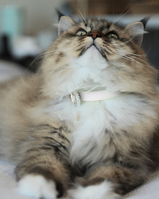 MoriCat Premium Vegan Leather White Cat Collar