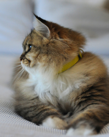 MoriCat Premium Vegan Leather Yellow Cat Collar