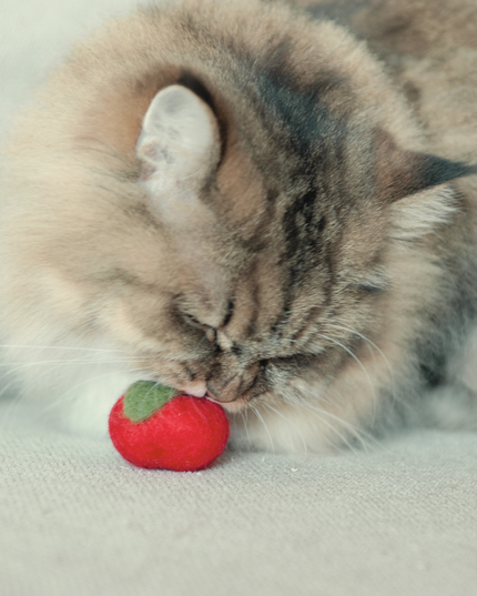 Moricat Handmade Wool Apple Cat Toy