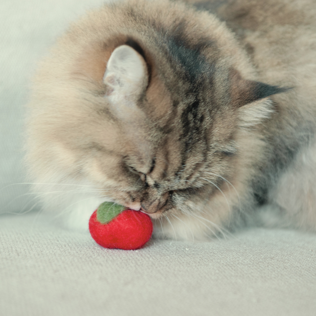 Moricat Handmade Wool Apple Cat Toy