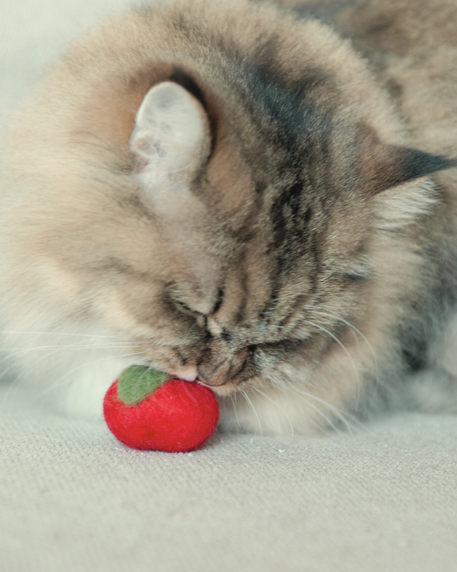 Moricat Handmade Wool Apple Cat Toy