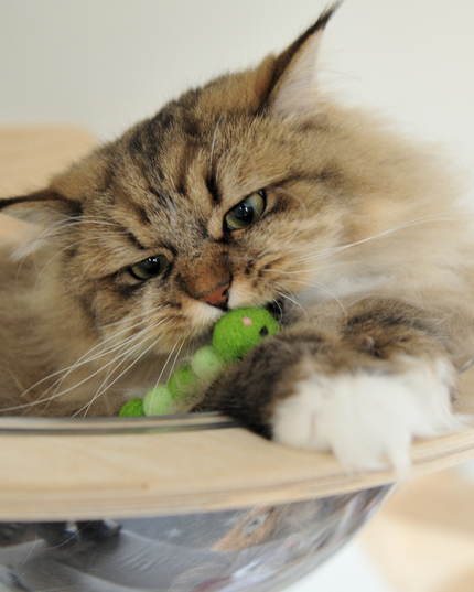 The Wool Baby Caterpillar — Small, Green, and Irresistible to Cats