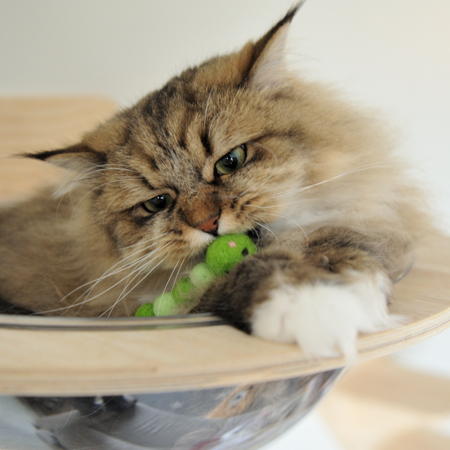 The Wool Baby Caterpillar — Small, Green, and Irresistible to Cats