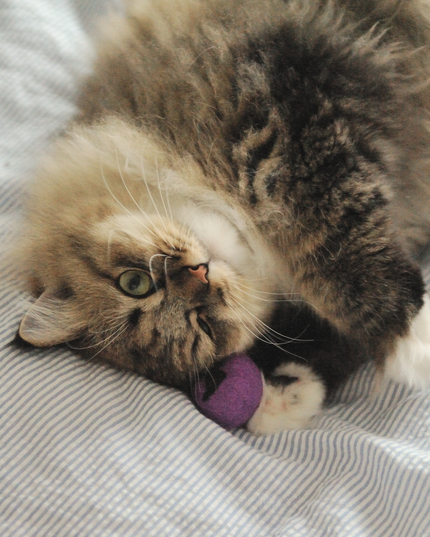 Moricat Handmade Wool Bat Cat Toy