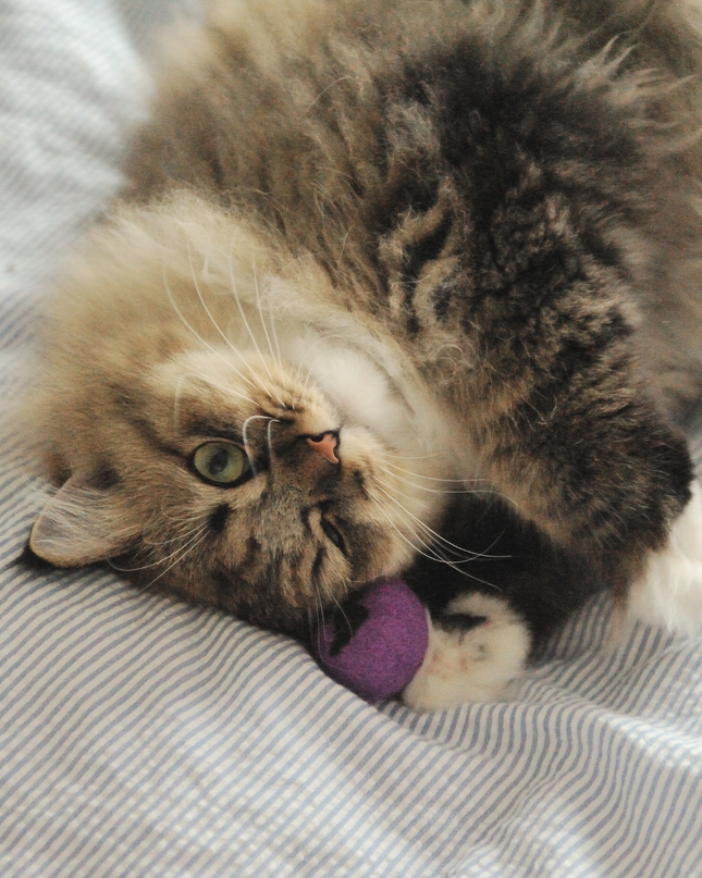 Moricat Handmade Wool Bat Cat Toy