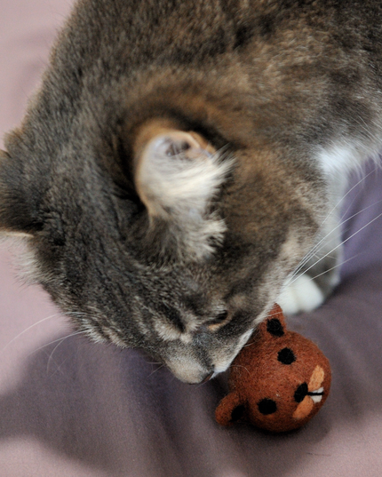 The Wool Beaver — A Canadian Classic, Handcrafted for Your Cat