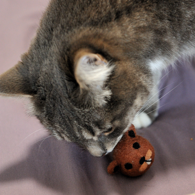 The Wool Beaver — A Canadian Classic, Handcrafted for Your Cat