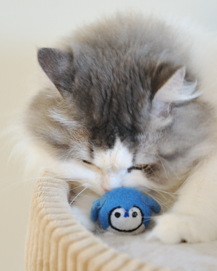 The Wool Blue Jay — Toronto's Favourite Bird, Now in Wool