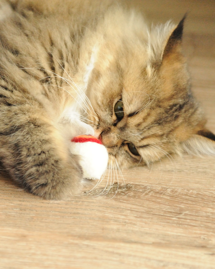 Moricat Handmade Wool Eyeball Cat Toy