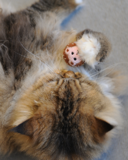 The Wool Hedgehog — Built to Bat, Carry & Be Loved Longer