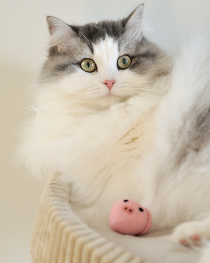 The Wool Piggy — Handcrafted to Play Hard and Last Longer