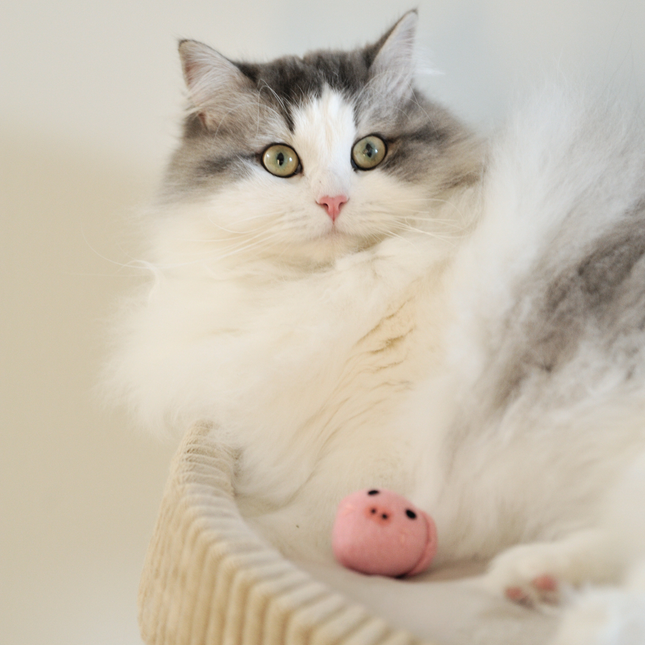 The Wool Piggy — Handcrafted to Play Hard and Last Longer
