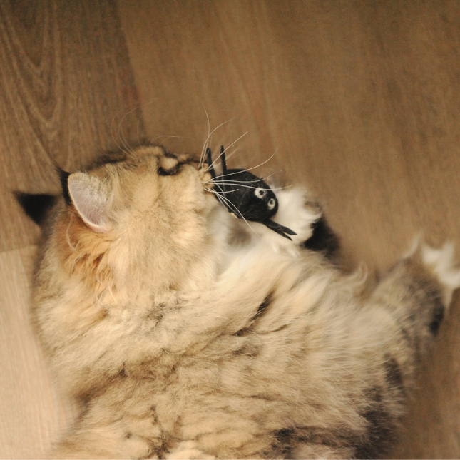 Moricat Moricat Handmade Wool Spider Cat Toy