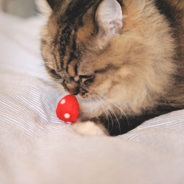 Moricat Handmade Wool Mushroom Cat Toy