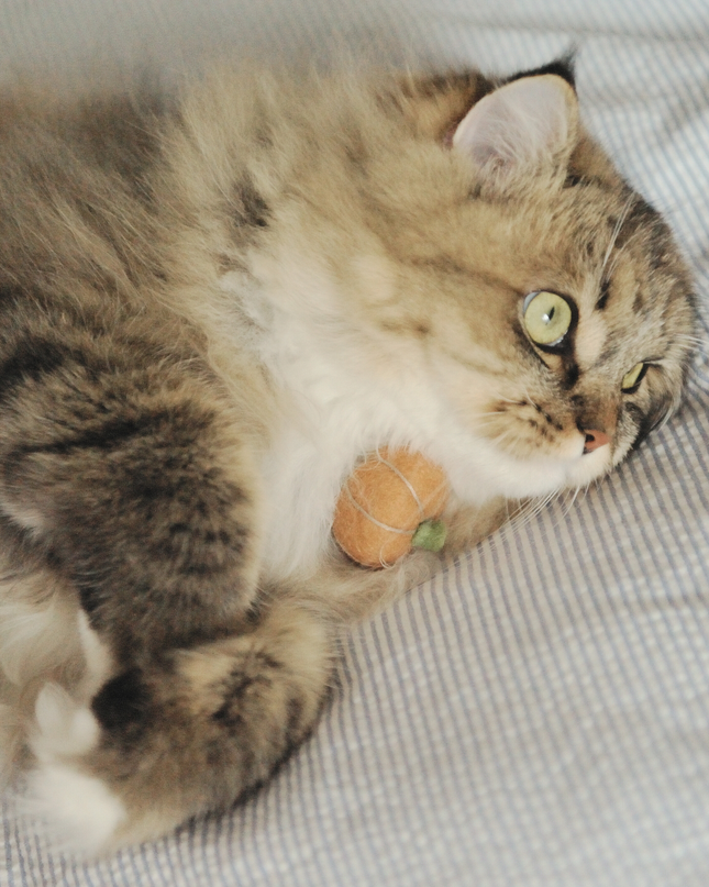 Moricat Handmade Wool Pumpkin Cat Toy (Magnetic version ONLY)