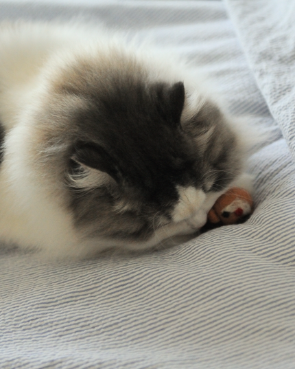 Moricat Handmade Wool Christmas Reindeer Cat Toy