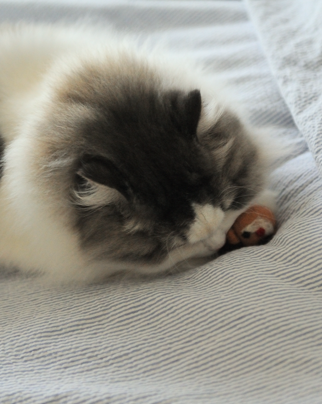 Moricat Handmade Wool Christmas Reindeer Cat Toy