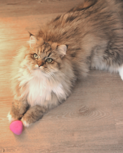 Moricat Handmade Wool Pink Triangle Cat Toy