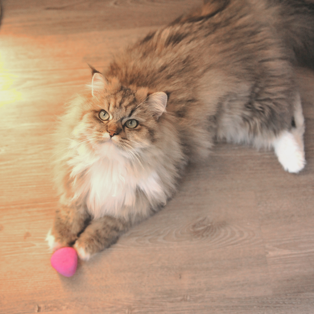 Moricat Handmade Wool Pink Triangle Cat Toy