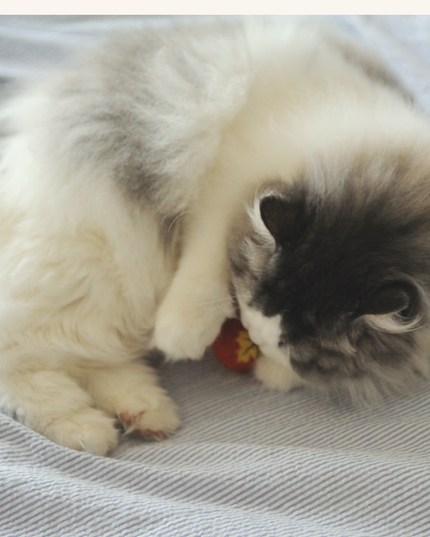 Moricat Handmade Yellow Maple Leaf Wool Cat Toy