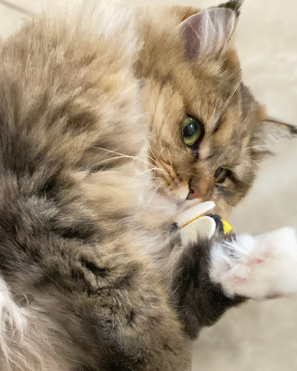 Moricat Handmade Bee-Shape Wool Cat Toy