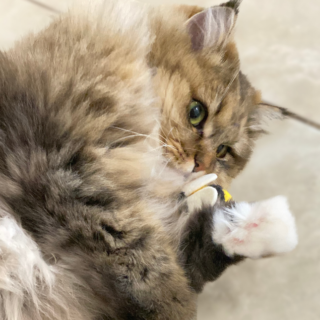 The Wool Bee — Our Best Seller, and Your Cat's New Obsession