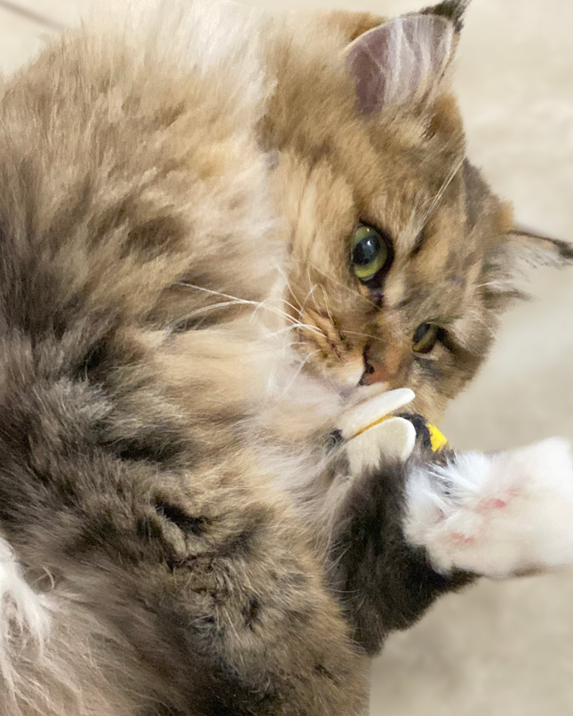 Moricat Handmade Bee-Shape Wool Cat Toy