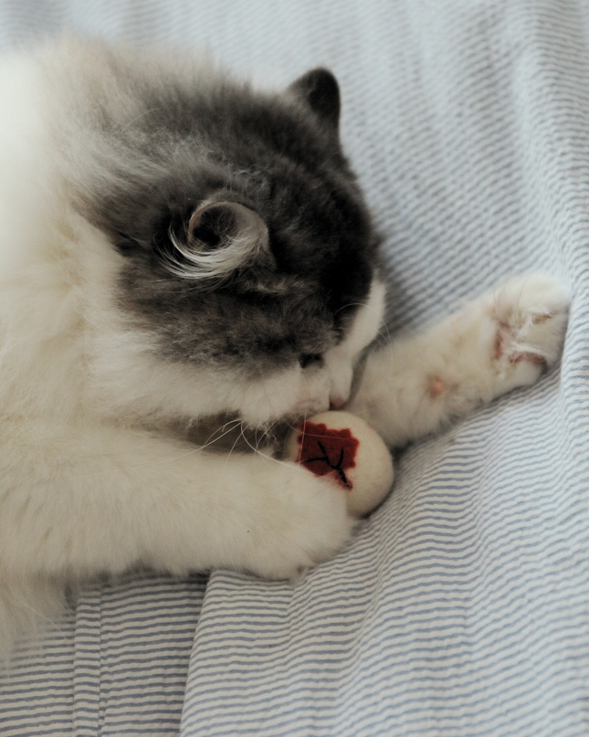 Moricat Handmade Canada Maple Leaf Wool Cat Toy