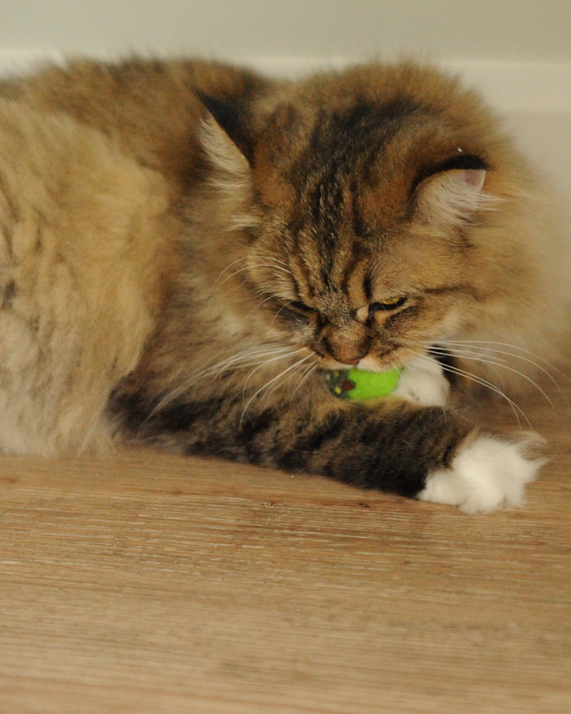 Moricat Handmade Wool Christmas Tree Cat Toy