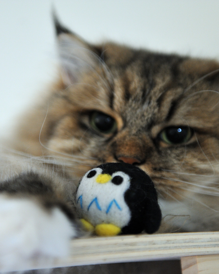 The Wool Penguin — Built to Bat, Chase & Come Back For More