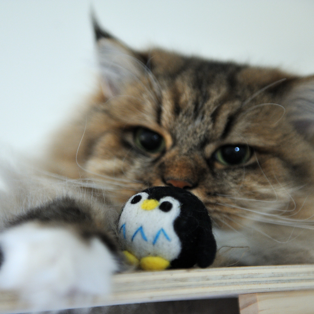 The Wool Penguin — Built to Bat, Chase & Come Back For More