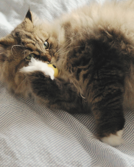 Moricat Handmade Wool Emoji Cat Toy – Limited 2025 Edition