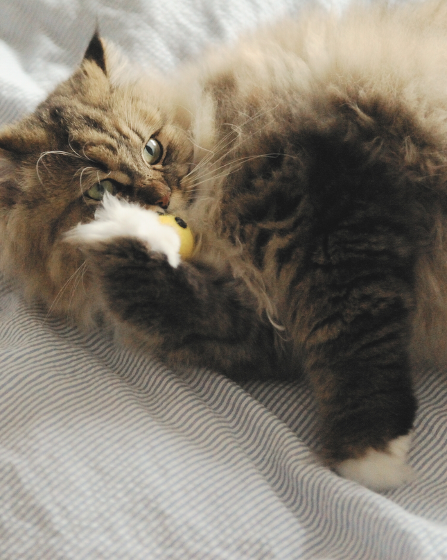 Moricat Handmade Wool Emoji Cat Toy – Limited 2025 Edition