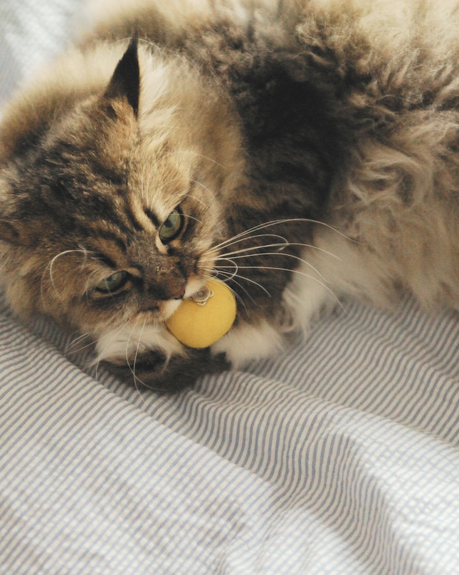 Moricat Handmade Wool Heart-Eyes Emoji Cat Toy – Limited 2025 Edition