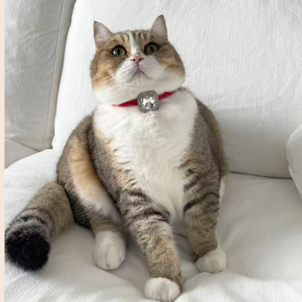 Assistant Purr Coordinator