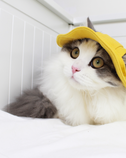 Japanese Style Sunny Paws Denim Bucket Hat for Pets