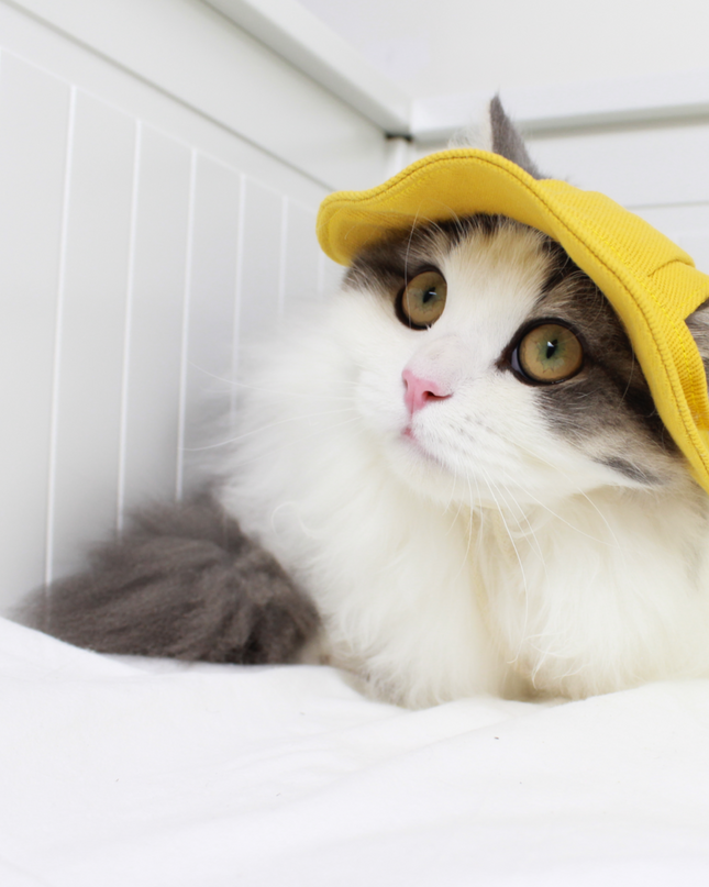 Japanese Style Sunny Paws Denim Bucket Hat for Pets